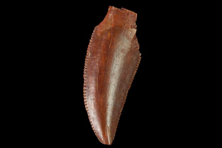 Serrated, Raptor Tooth - Real Dinosaur Tooth #142581